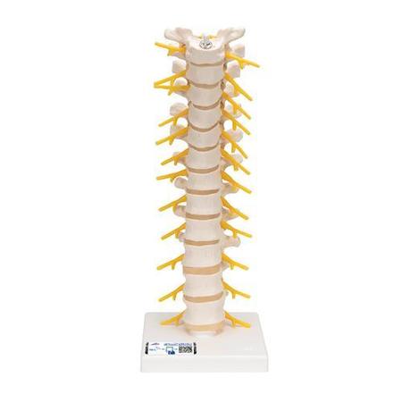 3B SCIENTIFIC Thoracic Spinal Column - w/ 3B Smart Anatomy 1000145